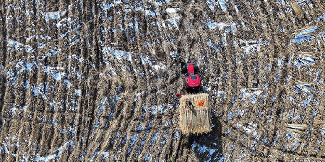 Dondurucu soğuk engel olmuyor, hasat devam ediyor! Bölge halkının gelir kaynağı: “Çocuklarımı bu işle büyütüyorum” 2
